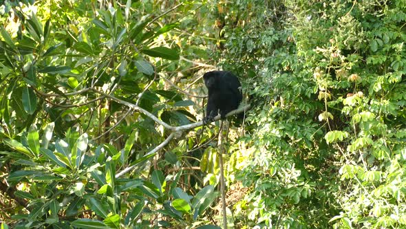 One Mantled Howler Monkey climbing up a huge treetrunk while the sun is blazing above alt