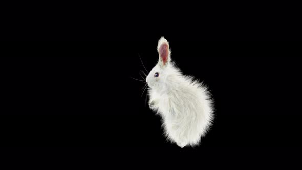 Rabbit Dancing 4K alt