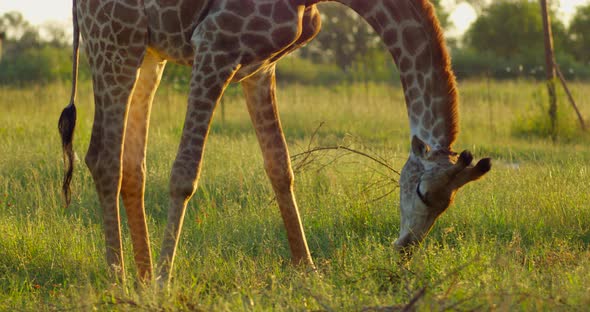 Close Up of a Zebra Grazing in African Grasslands alt