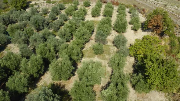 Aerial Olive Oil Land alt