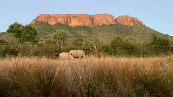Wild two white rhinos inside Marakele National Park at sunset, South Africa. alt