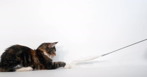 Brown Tortie Blotched Tabby and White Maine Coon Domestic Cat, Female playing  White Background, alt