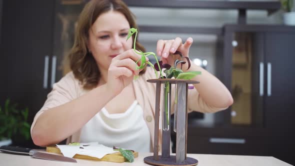 Woman Roots Indoor Plant Sprouts in Special Glass Flasks alt