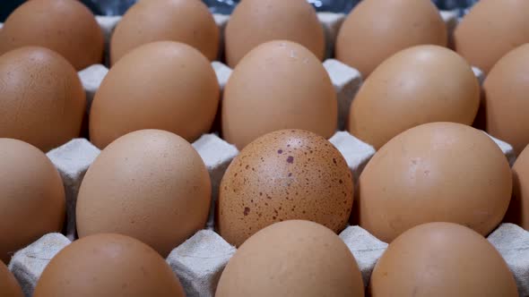 Raw Chicken Eggs in Egg Box