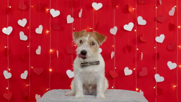 Jack Russell Terrier dog stands on its hind legs. Valentines day concept alt