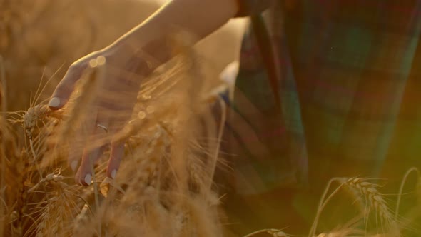Woman Hand Running Through Wheat Field alt