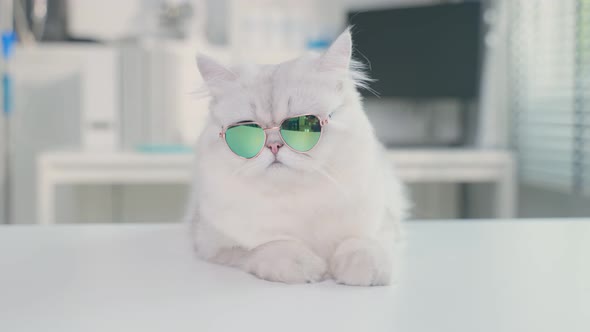 Portrait of furry Persian cat wear fashion sunglasses on table at animal hospital and pet hotel. alt
