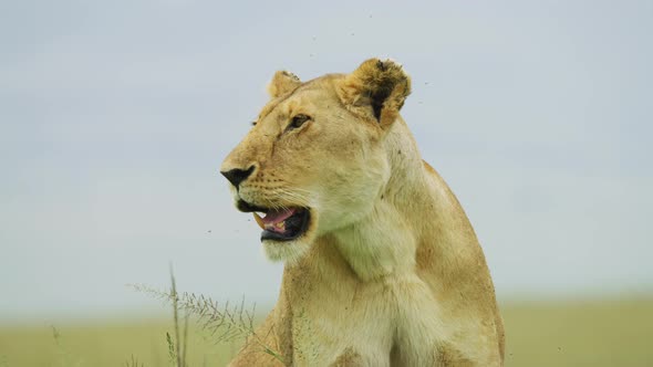 Close up of a female lion alt