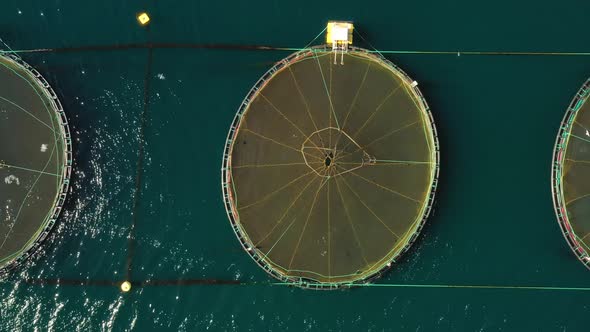 Farm Salmon Fishing in Norway alt