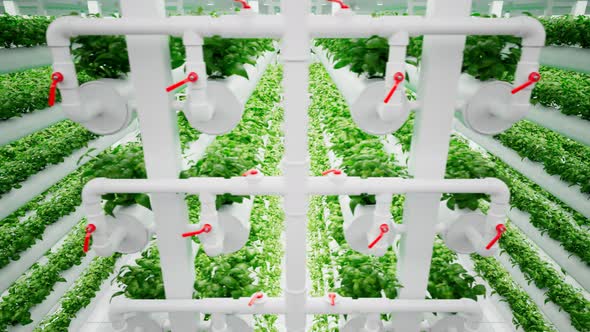 Hydroponic in the greenhouse.Aquaculture. Herb plantation with watering system. alt