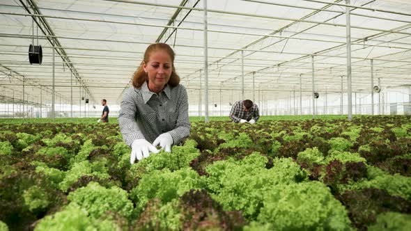 Female Agronomist Working in a Greenhouse with Organic Green Salad alt