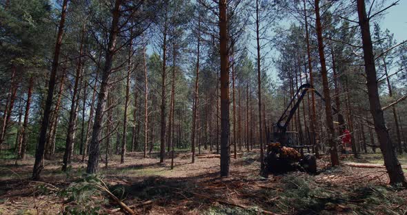 Loader Crane, collects forest logs at a felling of the forest. Commercial timber harvesting.