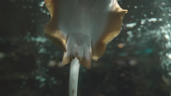 Freshwater aquarium beautiful stingray fish underwater in fresh aquarium tank with green plant alt