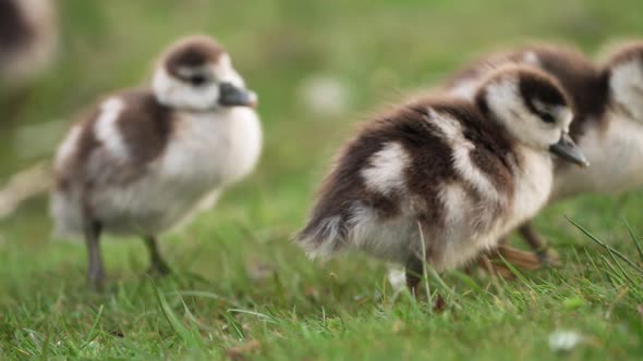 Group of cute fluffy and adorable small greylag goslings wandering in field alt
