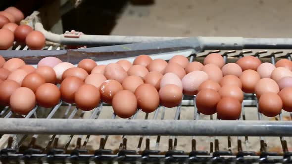 Egg Factory Selecting Process Grading Production Line Fresh Eggs alt