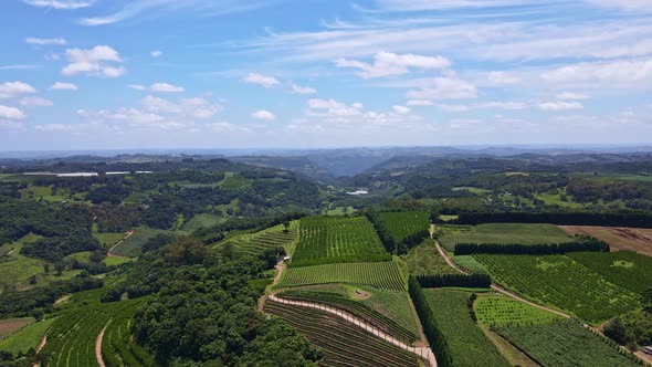 Aerial view of green fields with vines, trees and fruit plantations. Rural area. alt
