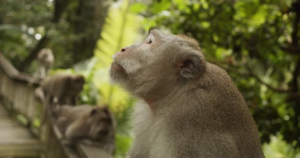 Portrait of a Male Macaque Monkey Sitting on a Wooden Railing in Forest with Other Monkeys Playing alt