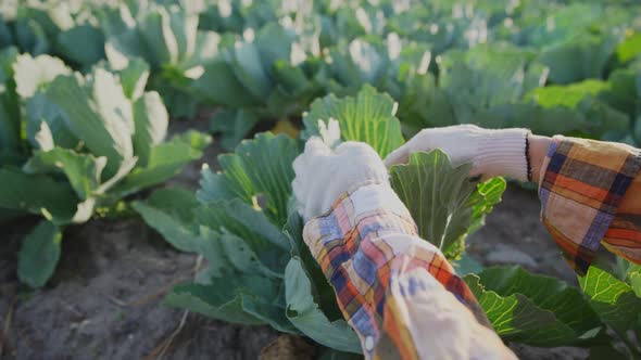Farmer Male Hands Check Quality Take Care Cabbage Growing in Garden alt