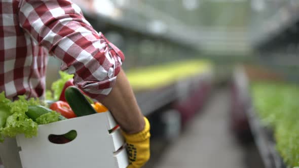 Farmer Carrying Fresh Vegetables in Box, Bio Farming Technologies, Breeding