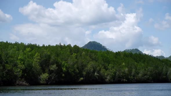 Landscape of mangrove forest and the sea