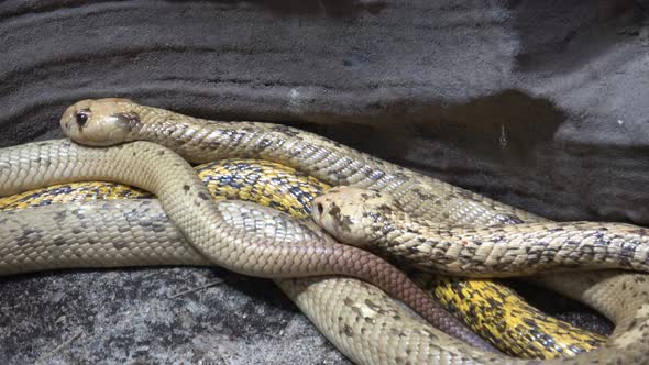 Cape Cobra (Naja nivea) very dangerous snake