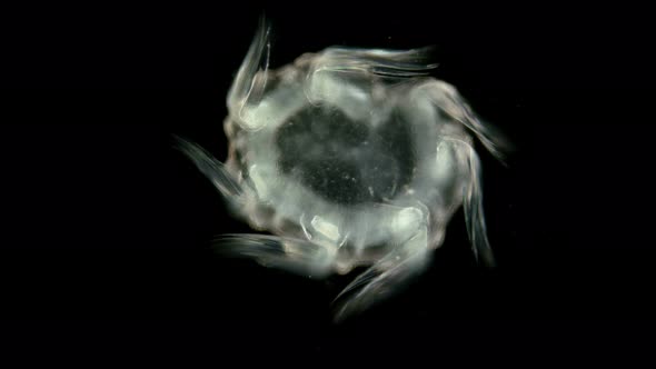 Zooplankton and Plankton of the Black Sea. The Larva of the Ctenophore of the Genus Mnemiopsis alt
