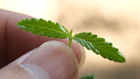 hands are holding the young leaves of the cannabis plant