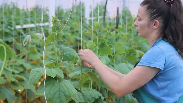 Woman Ties Up To the Cucumber Trellis and Cuts Tendrils of the Plant alt