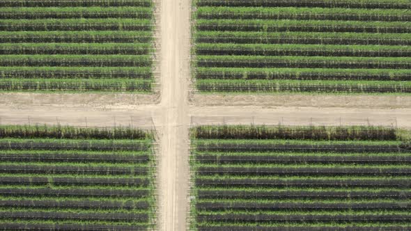 Bird eye view of well shaped plant field