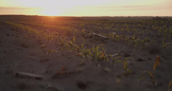 Corn Sprouts At Sunset. Young Shoots alt