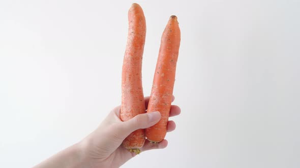Ripe Carrots in the Hands of a Woman on a White Background Closeup