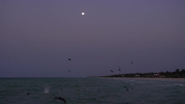 Pelicans Feeding at Dusk on the Shores of the Caribbean