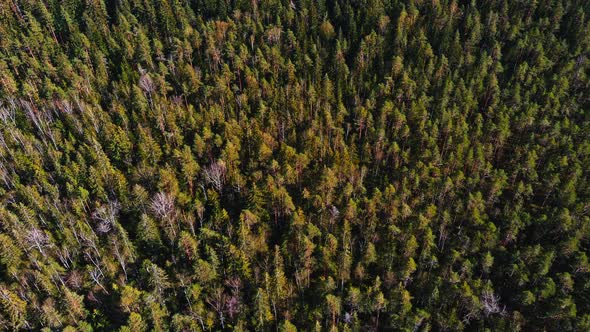 Aerial View of Treetops of Pine Trees on a Spring Sunny Day a Magical Landscape alt