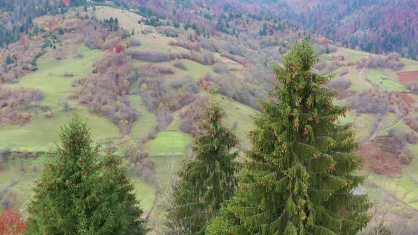 Beautiful Evergreen Spruce Trees on a Mountain Ridge in the Carpathians in Ukraine Near the Village alt