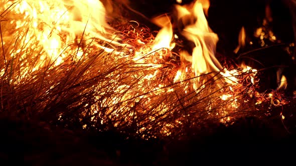 Forest fire. Fire destroys trees and forest animals. Plane crash fire alt