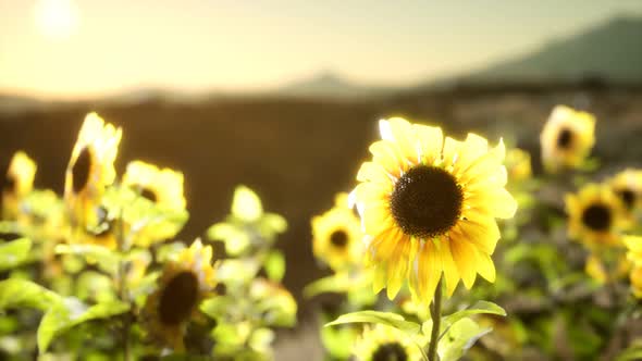 Sunflower Field on a Warm Summer Evening alt