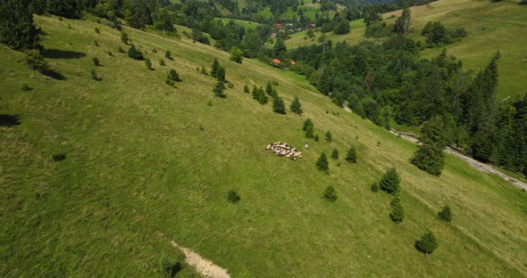 A Boy Grazes A Flock Of Goats And Sheep High In The Mountains Under The Forest