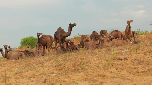 Camels at the Pushkar Fair, Also Called the Pushkar Camel Fair alt