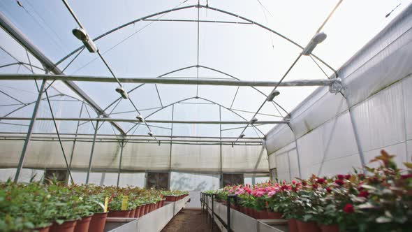 Wide tracking shot of a large flower greenhouse alt