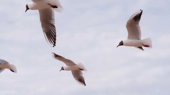 Gulls In The Summer Sky