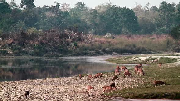 Spotted Deer and hog deer in Bardia national park, Nepal alt