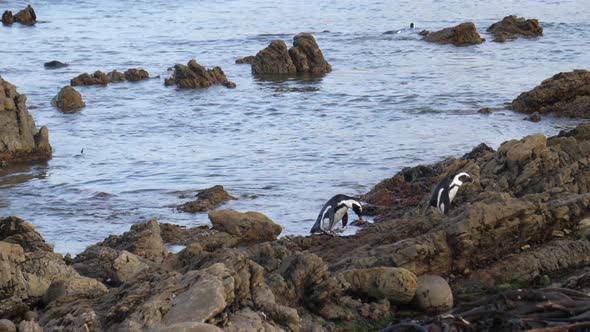 Penguins on the rocks and in the sea at Betty's Bay alt
