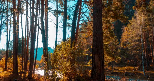 Mountain Evergreen Pine Tree Forest Timelapse at the Summer or Autumn Time alt
