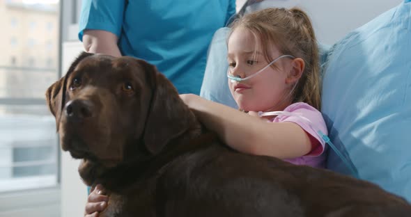 Close Up of Sick Little Girl with Nasal Oxygen Tube Stroking Brown Labrador Lying in Hospital Bed alt
