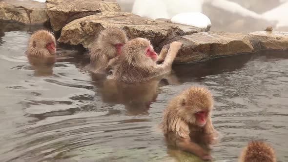 Snow Monkey in Hot Spring alt
