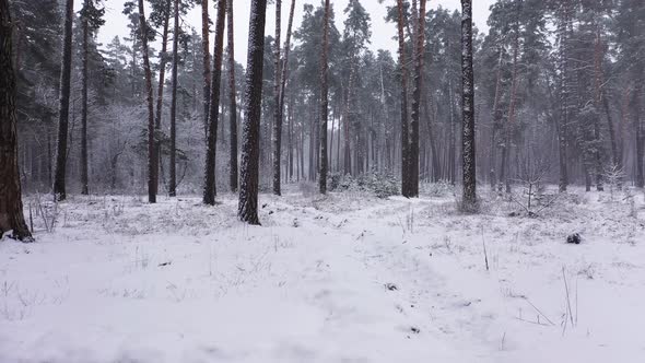 Landscape with Winter Forest