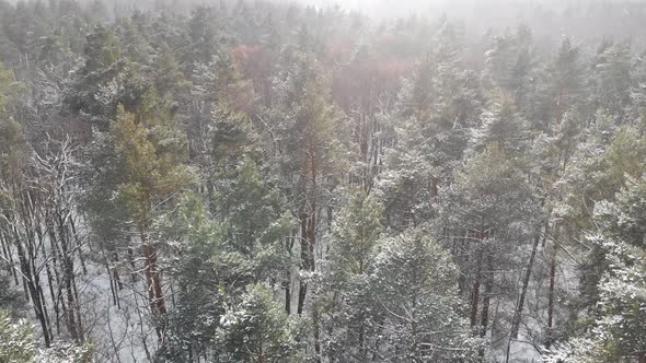 Flight Over the Forest