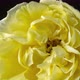 Yellow Rose Blossom 2 - VideoHive Item for Sale