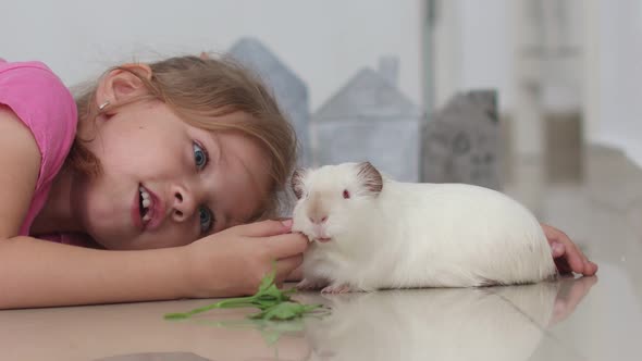 Little Girl is Playing with Her Pet Cavy