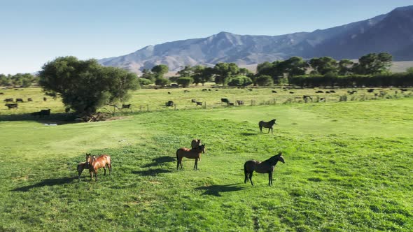 Wild Horses Herd on Vibrant Grass Meadow Epic Nature Countryside Landscape USA alt